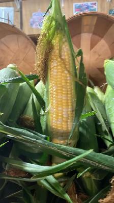 Super sweet corn - Photo 2