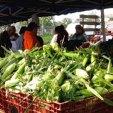 Super sweet corn - Photo 10