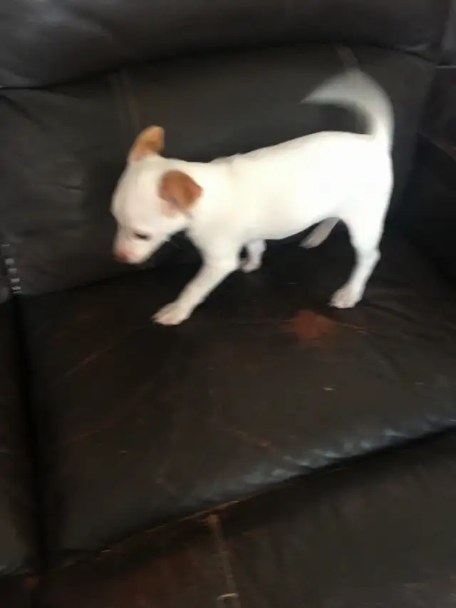pet for sale