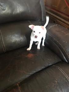 pet for sale - Photo 2