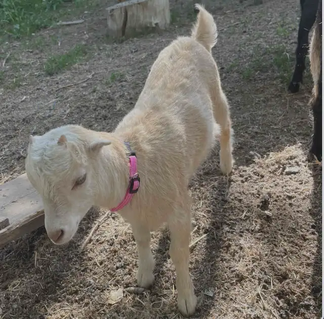 Goat kids for sale