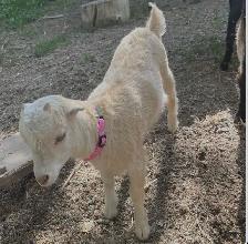 Goat kids for sale