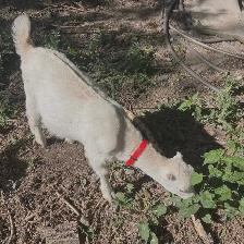 Goat kids for sale - Photo 2