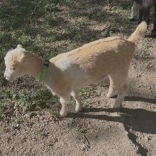 Goat kids for sale - Photo 3