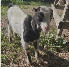 Goat kids for sale - Photo 4