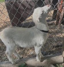 Goat kids for sale - Photo 5