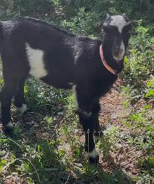 Goat kids for sale - Photo 6