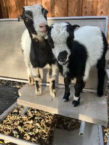 Goat kids for sale - Photo 7