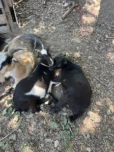 Goat kids for sale - Photo 8