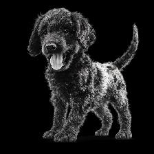 Designer Ethically Bred Golden Doodle Puppies