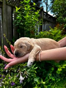 Designer Ethically Bred Golden Doodle Puppies - Photo 2
