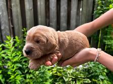 Designer Ethically Bred Golden Doodle Puppies - Photo 3