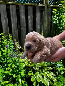 Designer Ethically Bred Golden Doodle Puppies - Photo 4