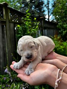 Designer Ethically Bred Golden Doodle Puppies - Photo 6