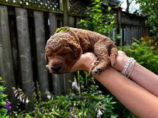 Designer Ethically Bred Golden Doodle Puppies - Photo 7