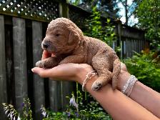 Designer Ethically Bred Golden Doodle Puppies - Photo 8