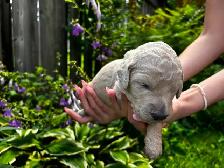 Designer Ethically Bred Golden Doodle Puppies - Photo 9