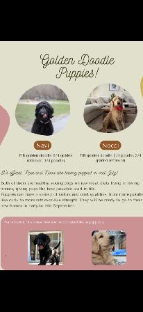 Designer Ethically Bred Golden Doodle Puppies - Photo 10