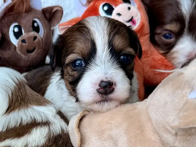 Havanese CKC Reg’d Purebred Puppies