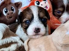 Havanese CKC Reg’d Purebred Puppies