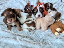 Havanese CKC Reg’d Purebred Puppies - Photo 2