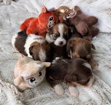 Havanese CKC Reg’d Purebred Puppies - Photo 3