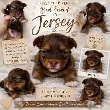 Havanese CKC Reg’d Purebred Puppies - Photo 4