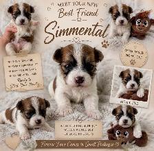 Havanese CKC Reg’d Purebred Puppies - Photo 5