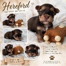 Havanese CKC Reg’d Purebred Puppies - Photo 7