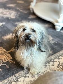 Havanese CKC Reg’d Purebred Puppies - Photo 8
