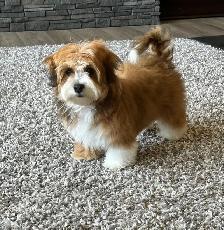 Havanese CKC Reg’d Purebred Puppies - Photo 9