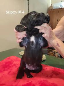 Puppies ready to go to loving homes MUST GO - Photo 4