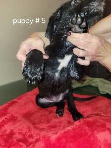 Puppies ready to go to loving homes MUST GO - Photo 5
