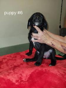 Puppies ready to go to loving homes MUST GO - Photo 6