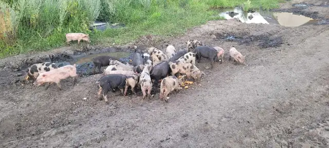 weaner pigs