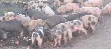 weaner pigs - Photo 2