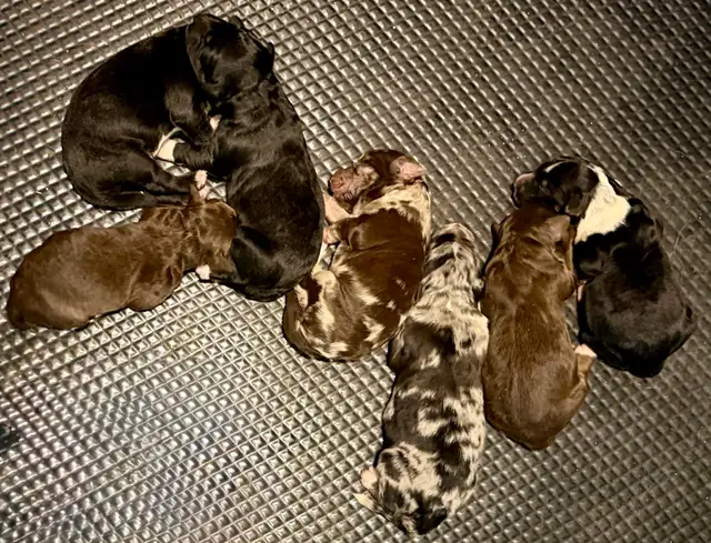 BORDOODLE PUPPIES