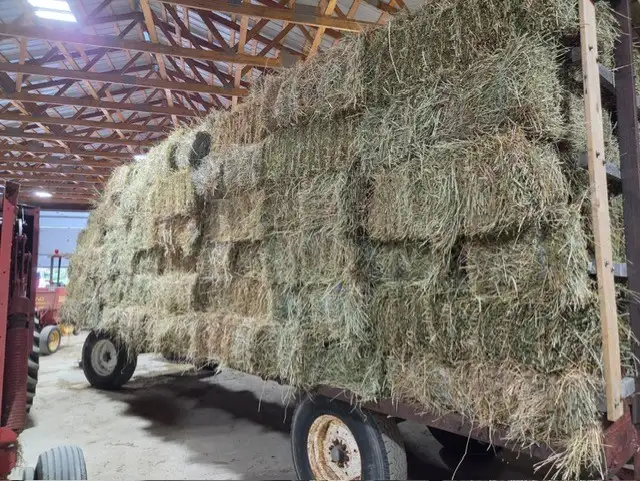 Timothy Alfalfa Mixed Hay Bales - Very Good Quality-1st Cutting