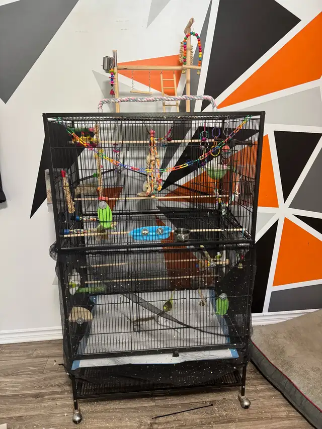 Volière/cage/2 perruches