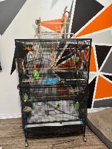 Volière/cage/2 perruches