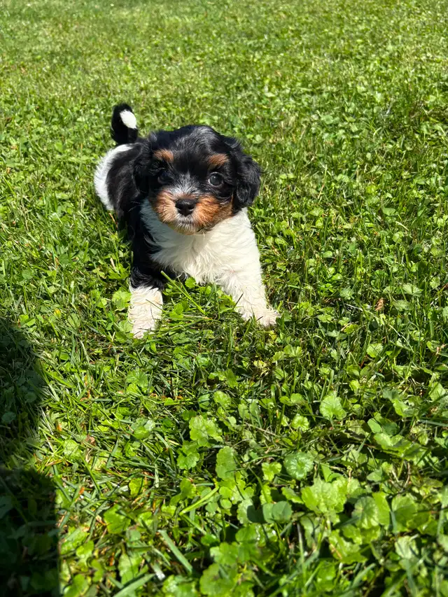 Havanese Female Puppy