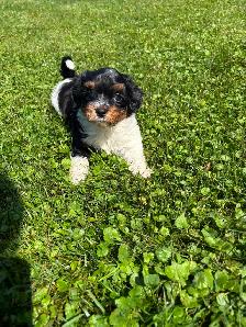 Havanese Female Puppy