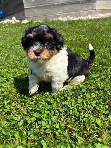 Havanese Female Puppy - Photo 2