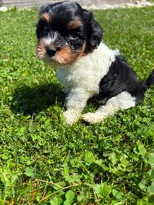 Havanese Female Puppy - Photo 3