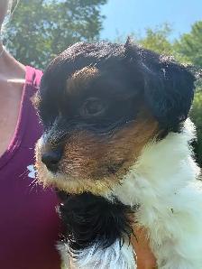 Havanese Female Puppy - Photo 4