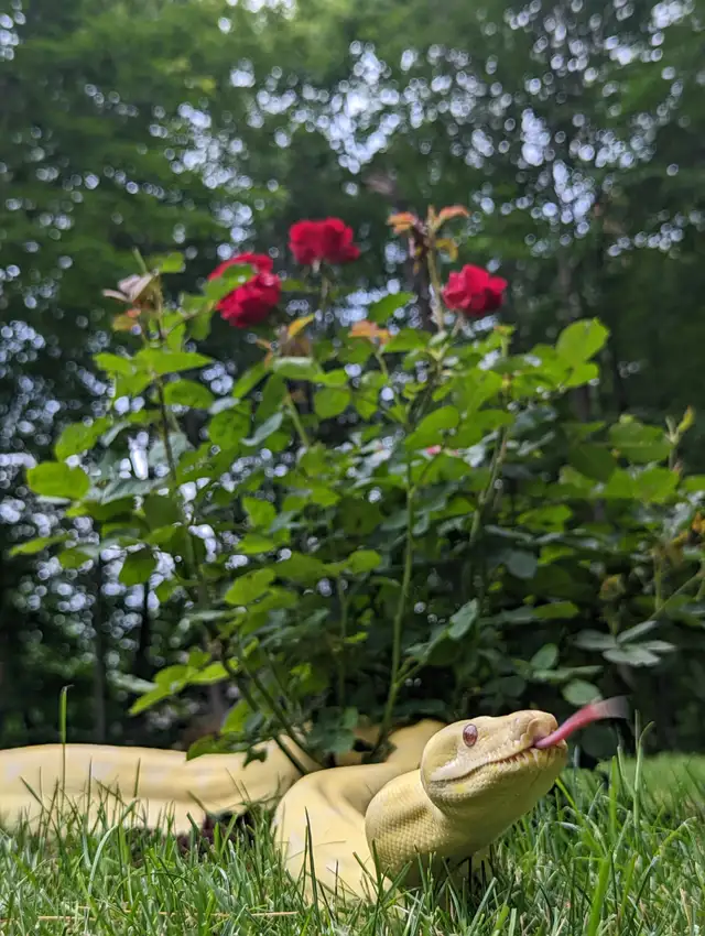 2016 Adult Female Albino het Snow Boa constrictor, RTB
