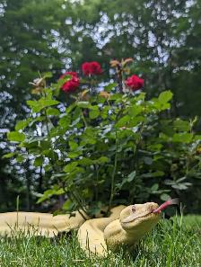 2016 Adult Female Albino het Snow Boa constrictor, RTB
