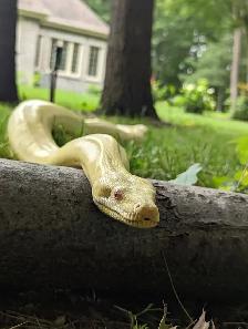 2016 Adult Female Albino het Snow Boa constrictor, RTB - Photo 2