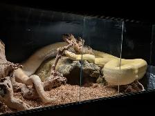 2016 Adult Female Albino het Snow Boa constrictor, RTB - Photo 3