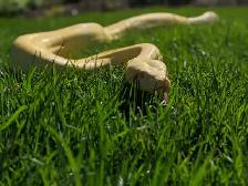 2016 Adult Female Albino het Snow Boa constrictor, RTB - Photo 4